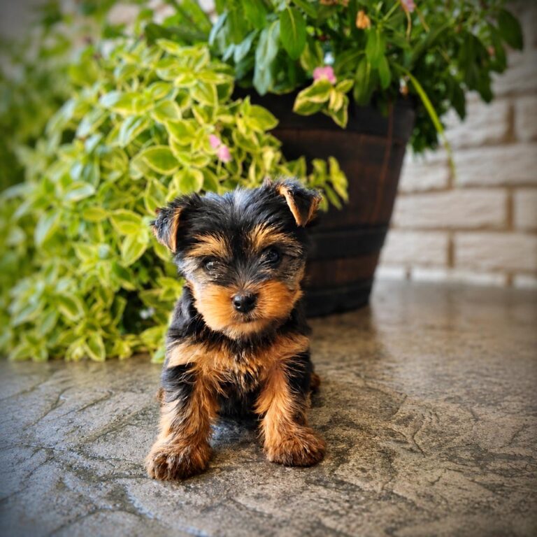 Meet “Iris”, a Yorkshire Terrier Female Puppy.