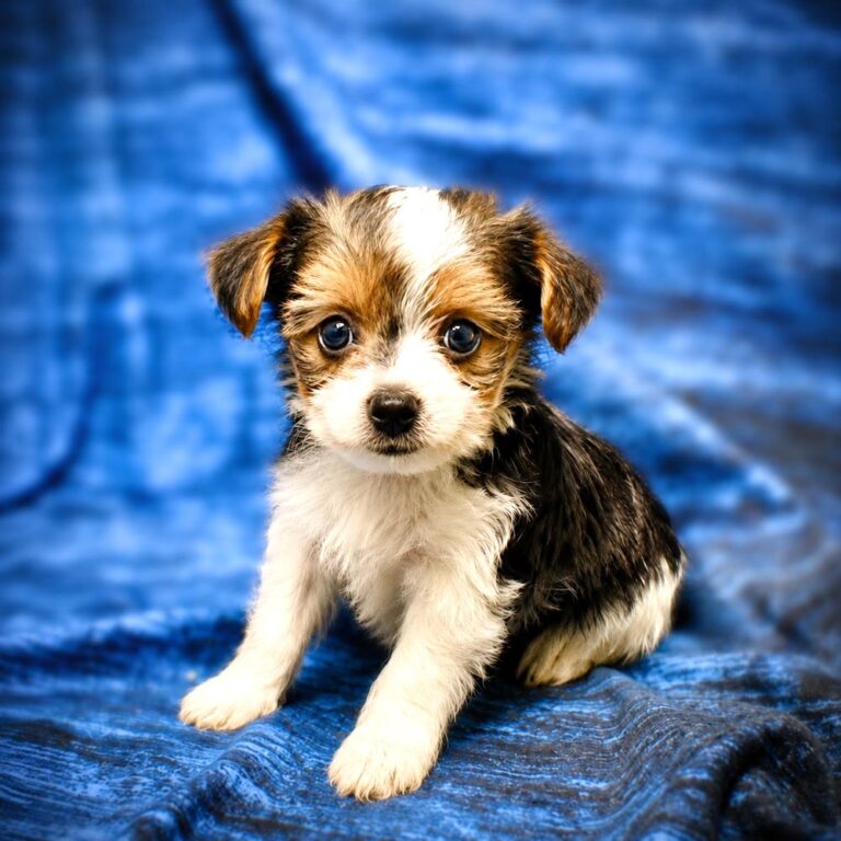 Meet “Poppy”, a Yorkshire Terrier Male Puppy.