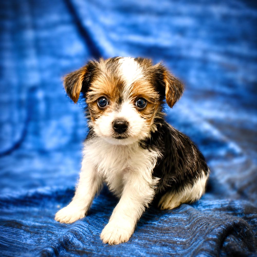 Meet “Poppy”, a Yorkshire Terrier Male Puppy.