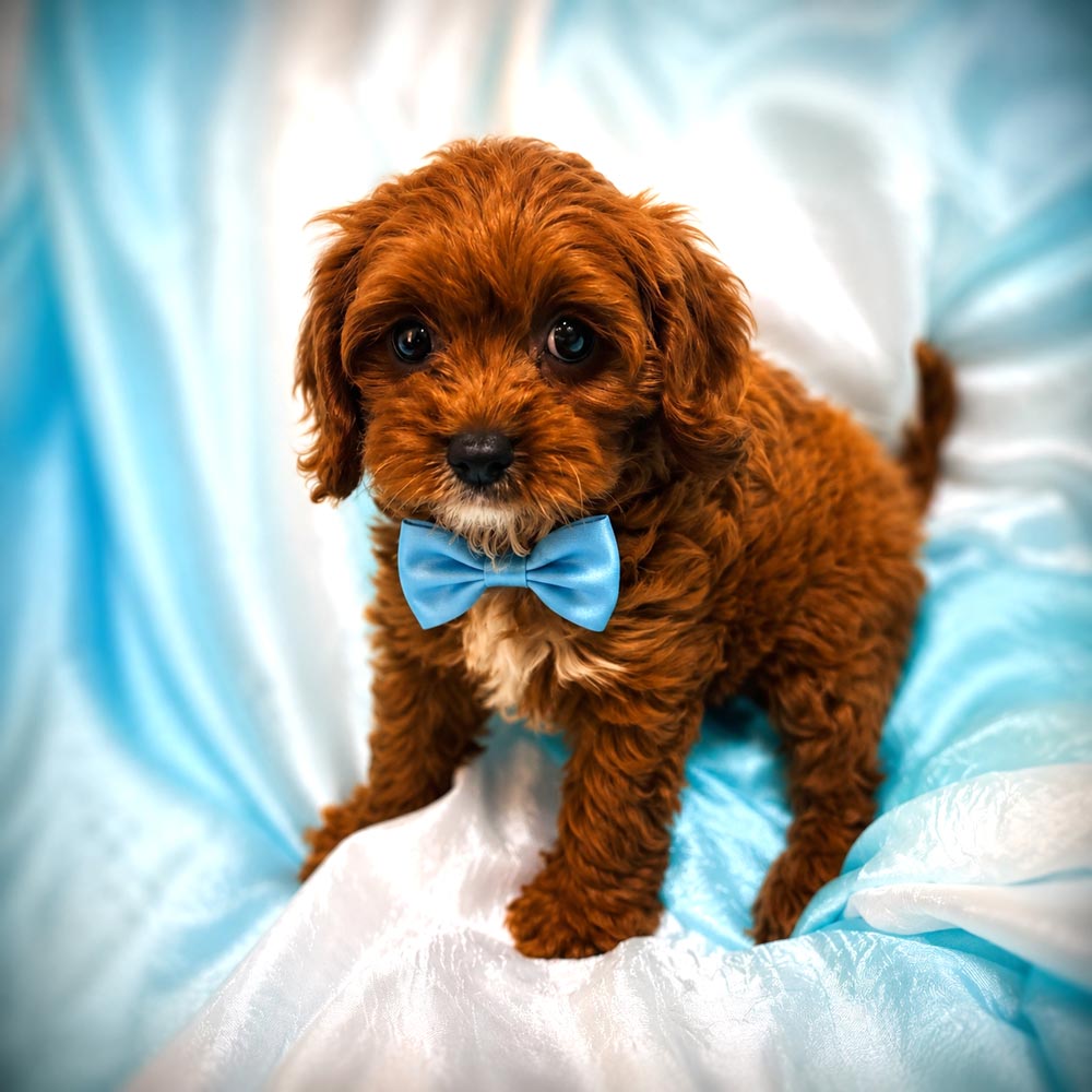 Meet “Bennett”, Cavapoo Male Puppy.