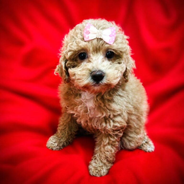 Meet “Iris”, a Poodle Female Puppy.