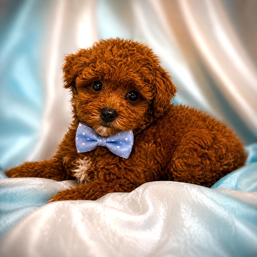 Meet “Bane”, a Mini Poodle Male Puppy.