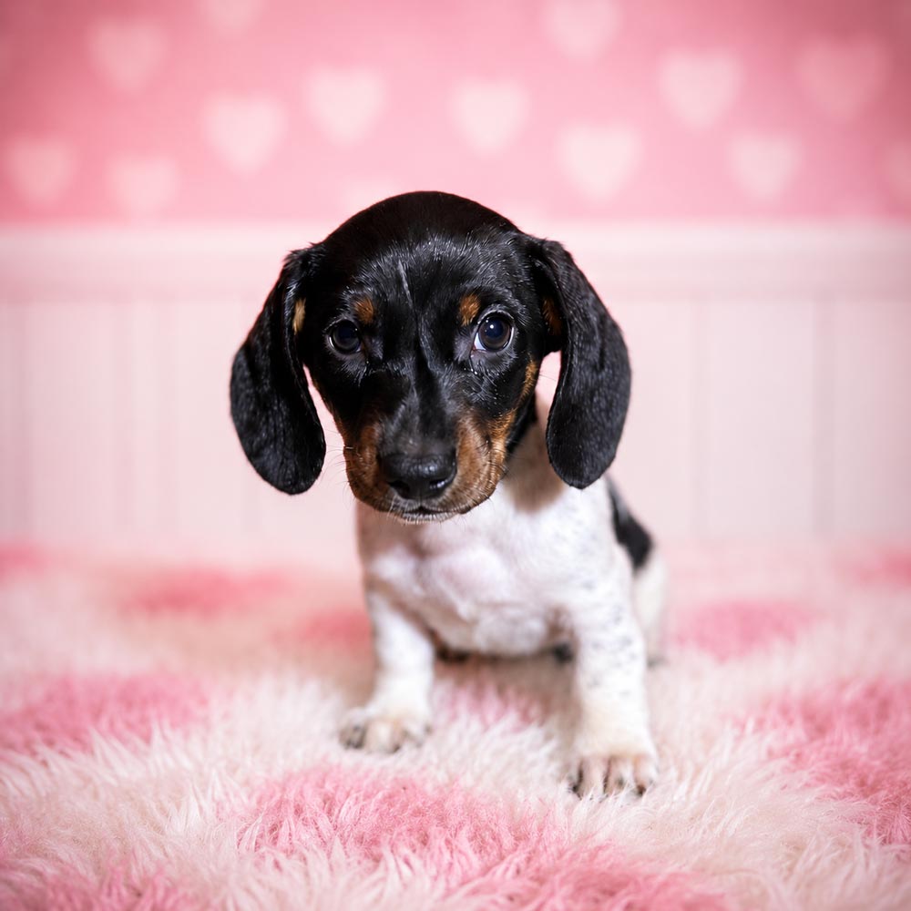 Meet “Dottie”, a Piebald Mini Dachshund Female Puppy.
