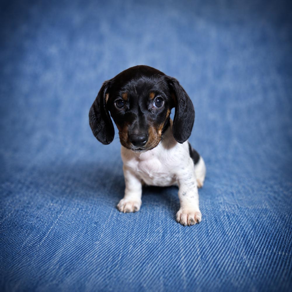 Meet “Ollie”, a Piebald Mini Dachshund Male Puppy.