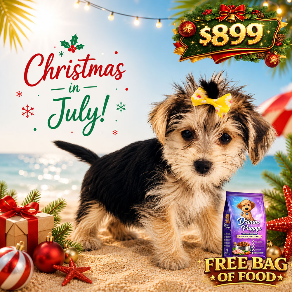 Meet “Gracie”, a Morkie Female Puppy. A Crossbreed between a Maltese and a Yorkshire Terrier.