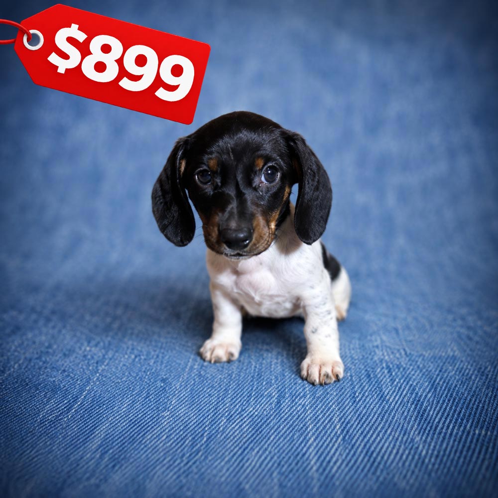 Meet “Ollie”, a Piebald Mini Dachshund Male Puppy.