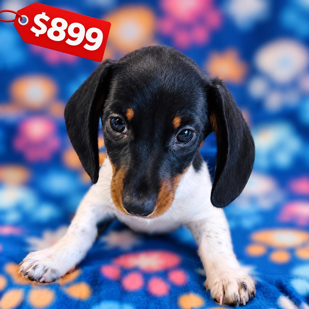 Meet “Slinky”, a Mini Dachshund Male Puppy.
