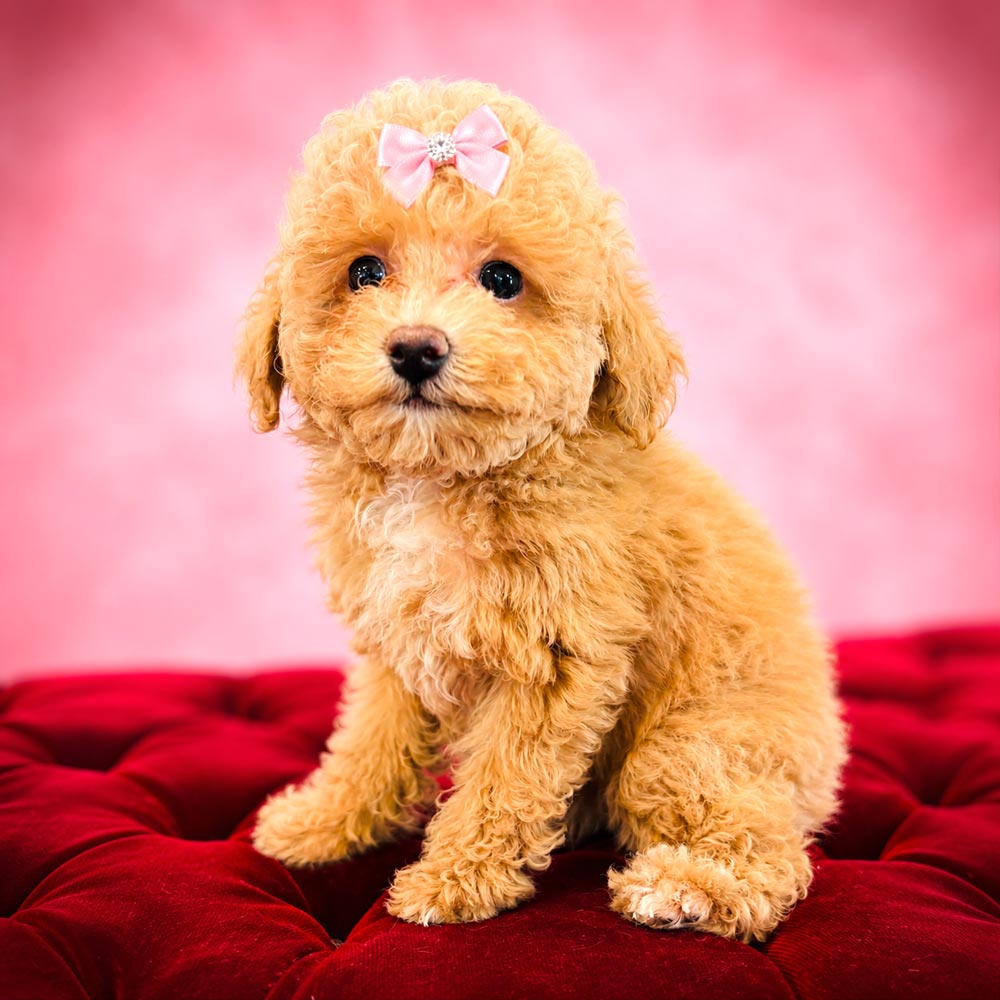 Meet “Iris”, a Poodle Female Puppy.