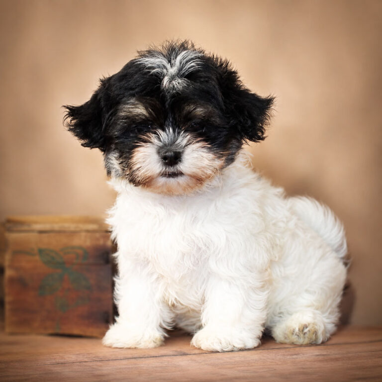 Meet "Trudy", a Shi-Malt / Mal-Shi / Malti zu / Malt-Tzu Female Puppy. A designer Crossbreed between a Maltese and a Shih Tzu.