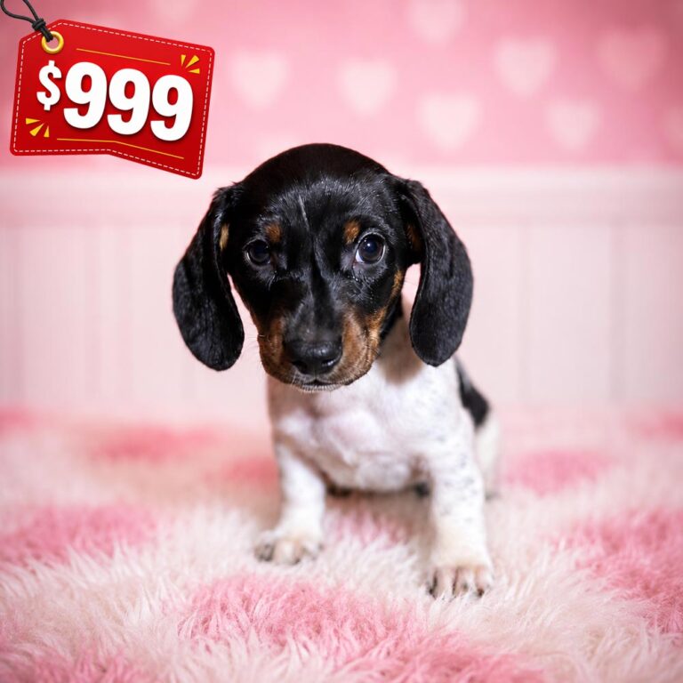 Meet “Dottie”, a Piebald Mini Dachshund Female Puppy.