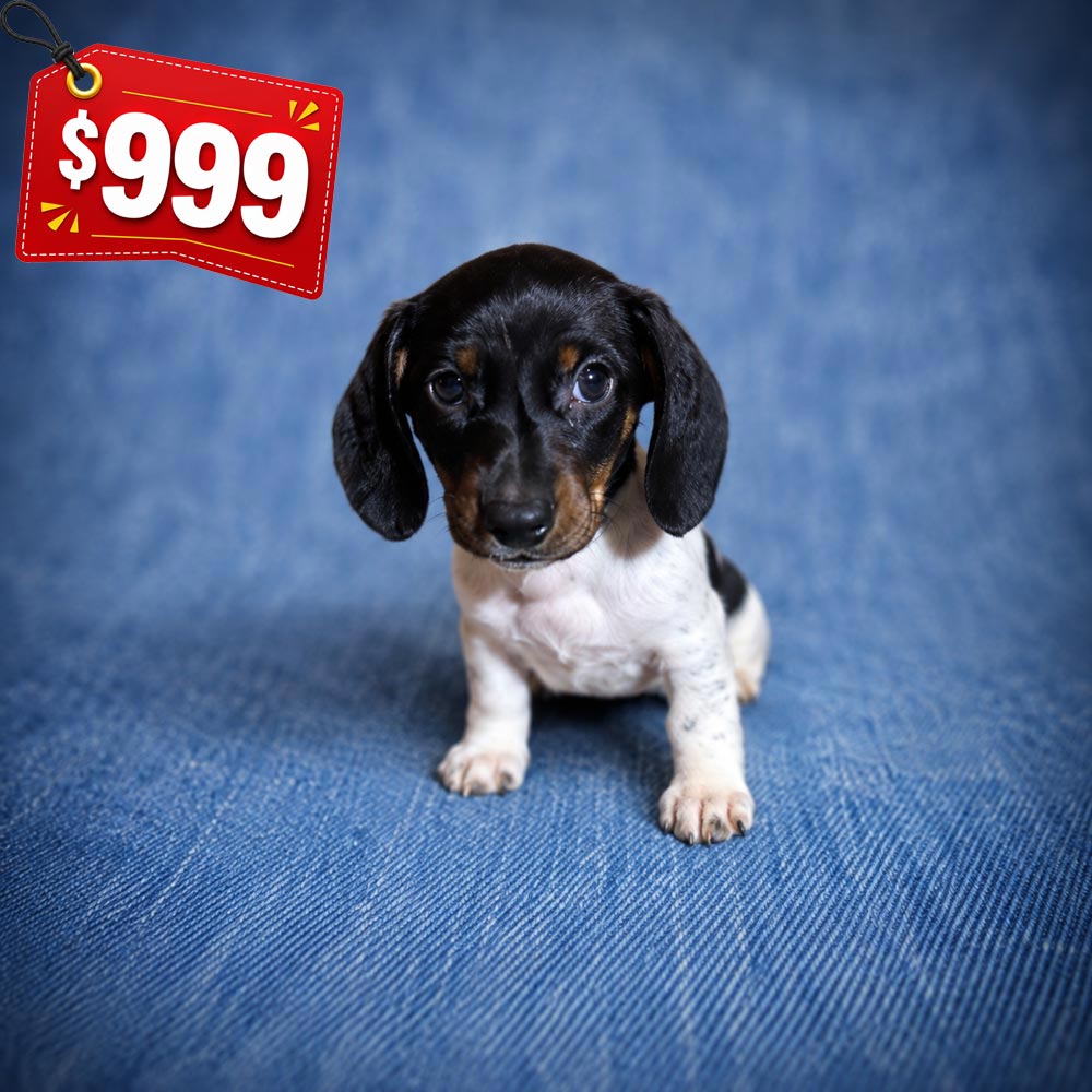 Meet “Ollie”, a Piebald Mini Dachshund Male Puppy.