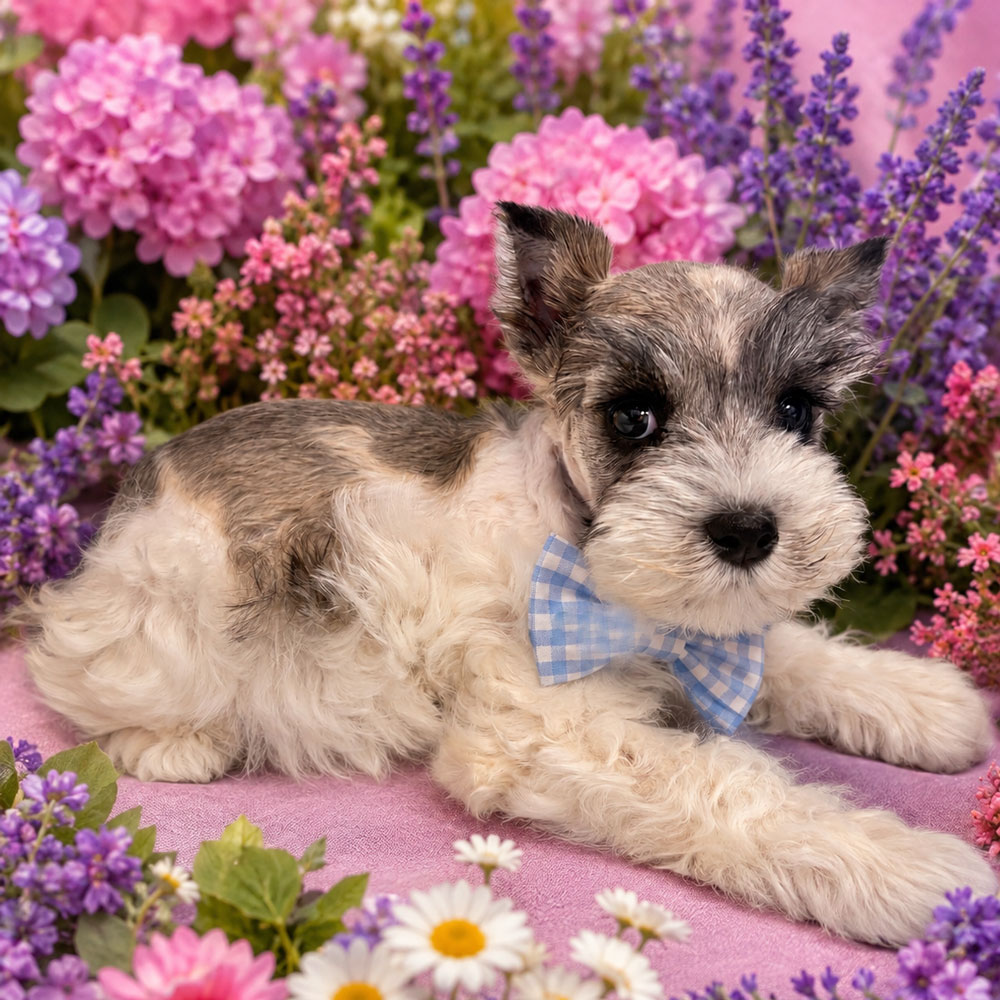Meet "Truitt", a Mini Schnauzer Male Puppy.