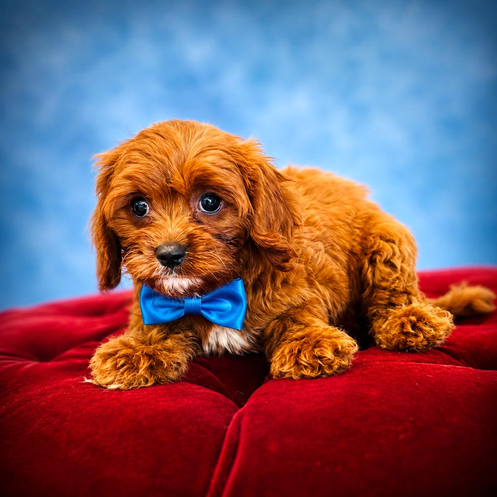 Meet “Bennett”, Cavapoo Male Puppy.