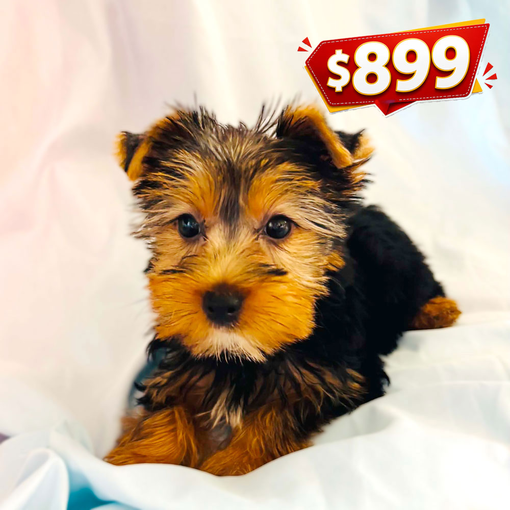 Meet "Cody", a Yorkshire Terrier Male Puppy.