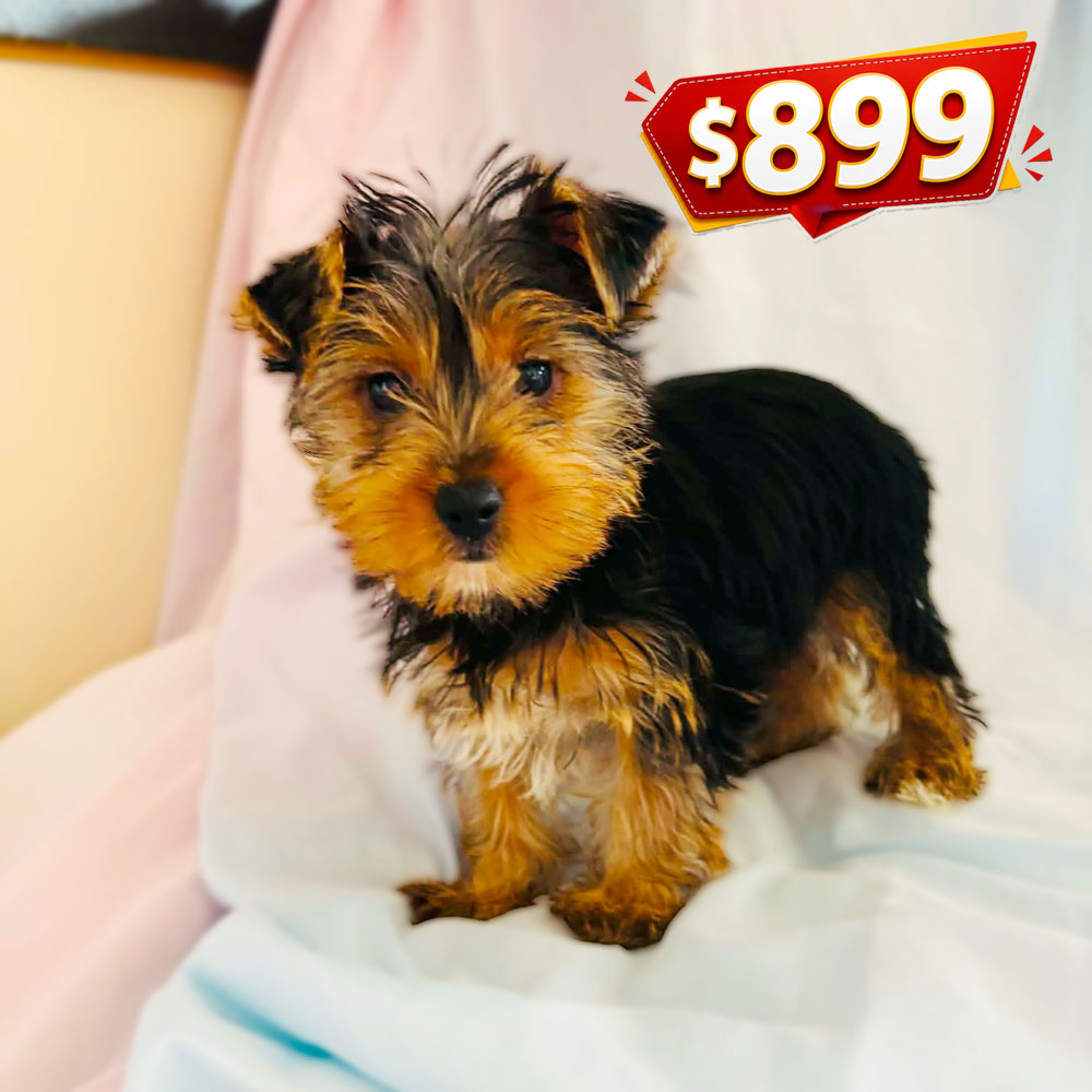 Meet "Zach", a Yorkshire Terrier Male Puppy.
