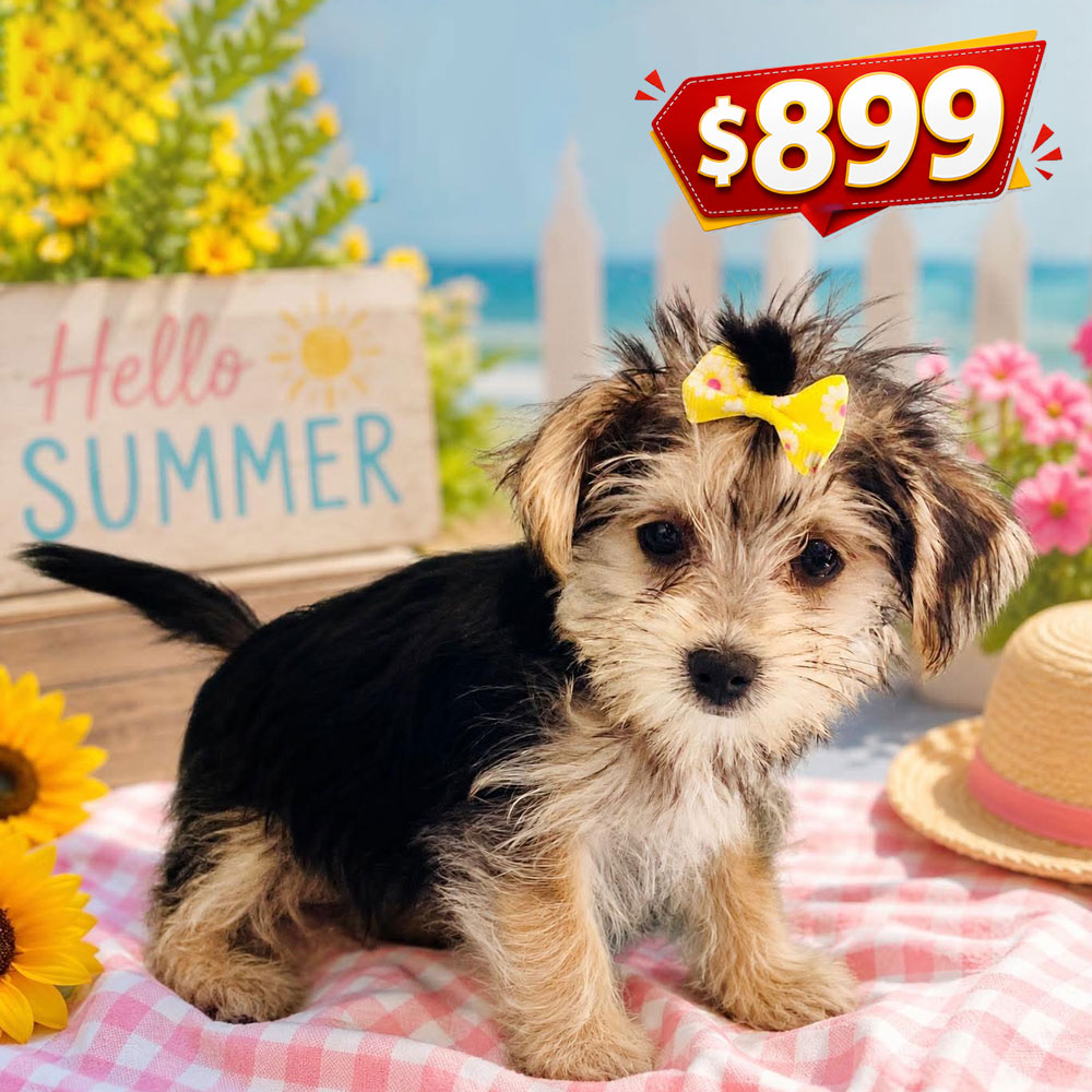Meet “Gracie”, a Morkie Female Puppy. A Crossbreed between a Maltese and a Yorkshire Terrier.
