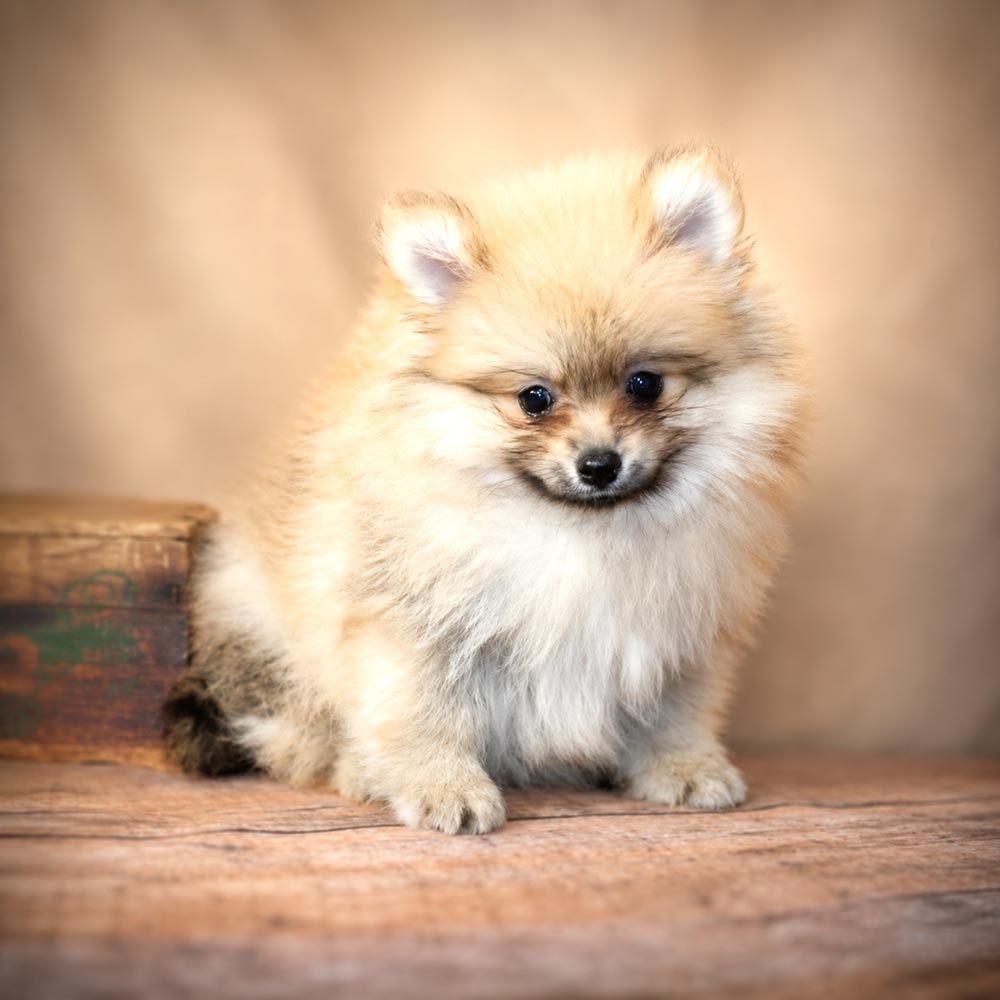 Meet “Buttercup”, a Pomeranian Female Puppy.