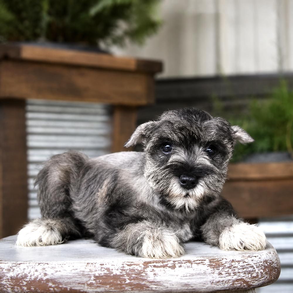 Meet “Breezy”, a Mini Schnauzer Female Puppy.