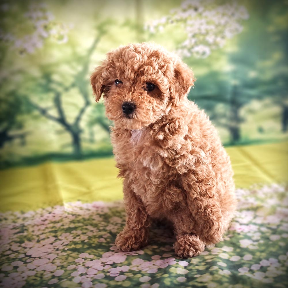 Meet “August”, a Poodle Female Puppy.