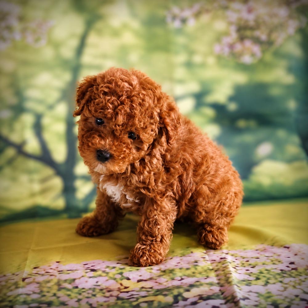 Meet “Bane”, a Mini Poodle Male Puppy.