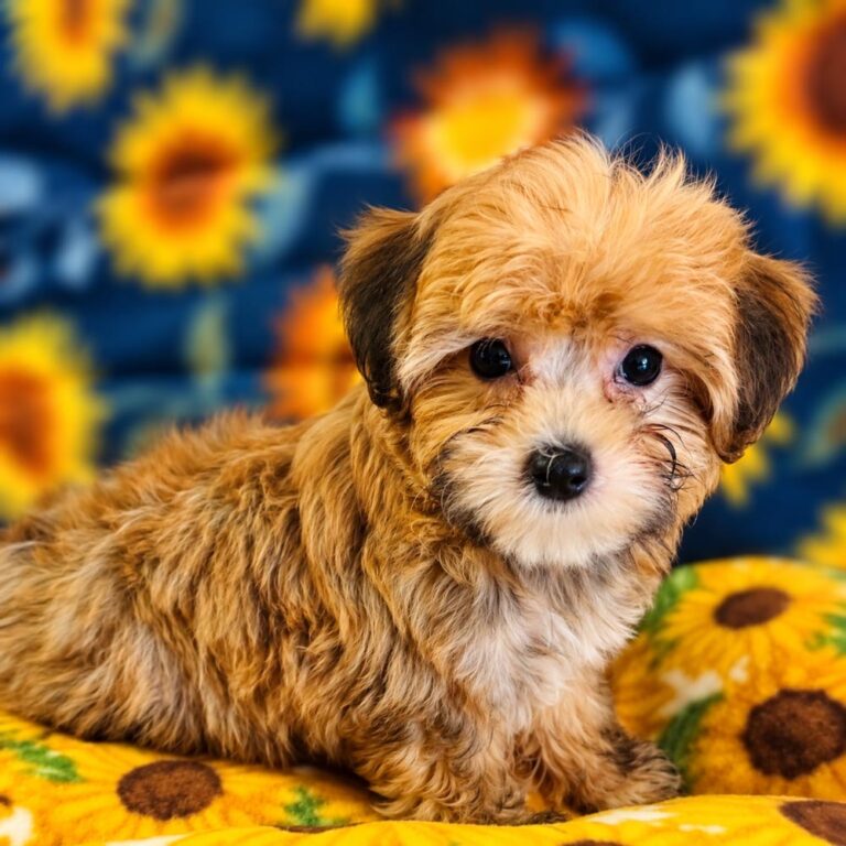 Meet "Lolly", a Morkie Female Puppy. A Crossbreed between a Maltese and a Yorkshire Terrier.