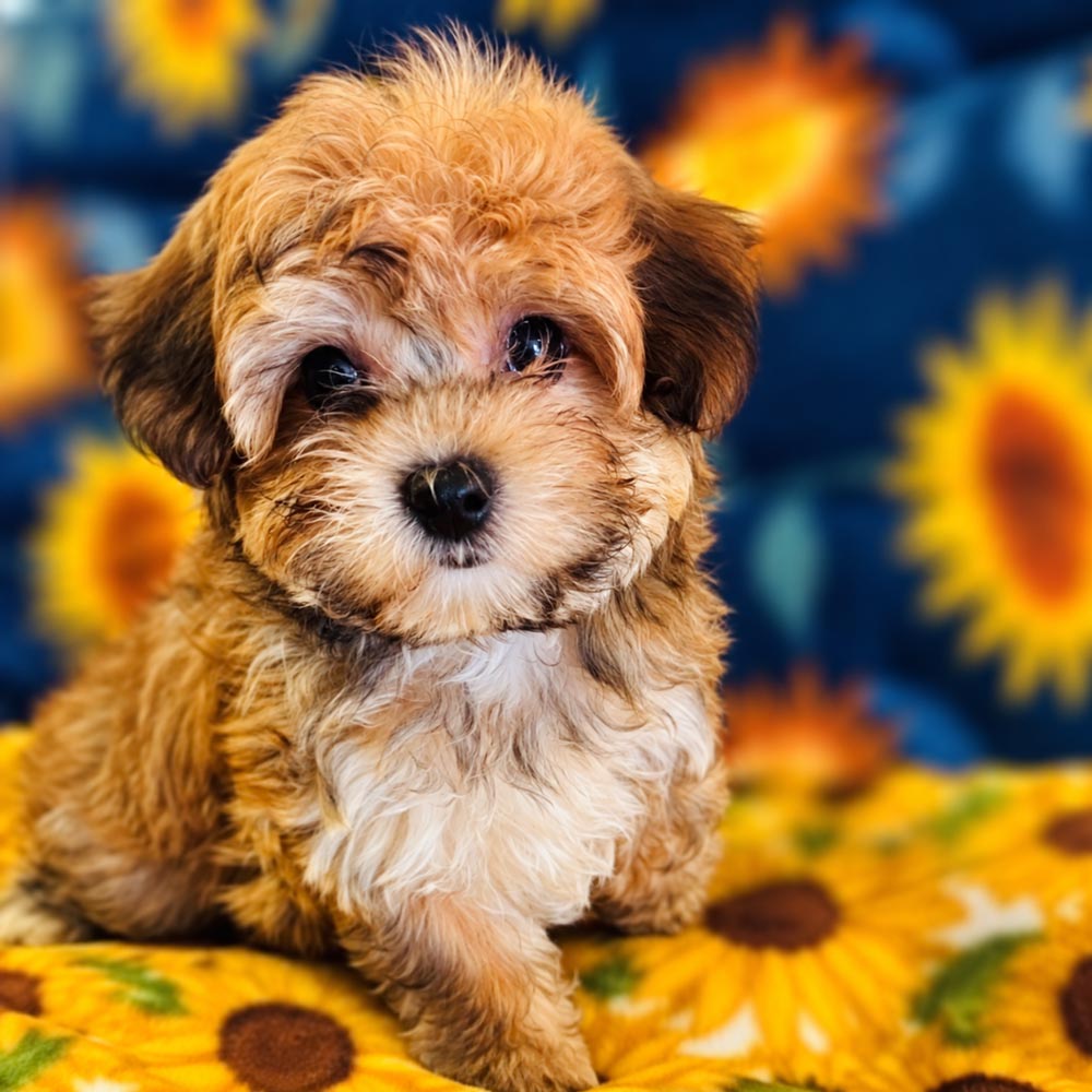 Meet "Lander", a Morkie Male Puppy. A Crossbreed between a Maltese and a Yorkshire Terrier.