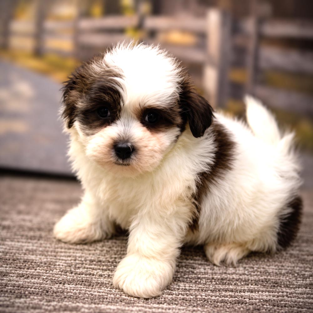 Meet "Leo", a Teddy Bear Male Puppy. A Crossbreed between a Bichon Frisé and a Shih Tzu.