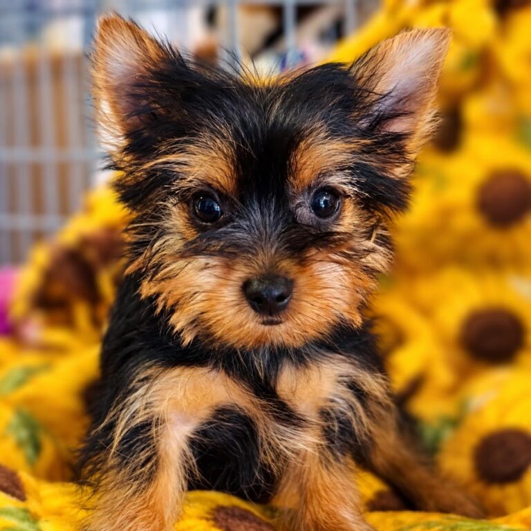 Meet, "Ruby", a Yorkshire Terrier Female Puppy.
