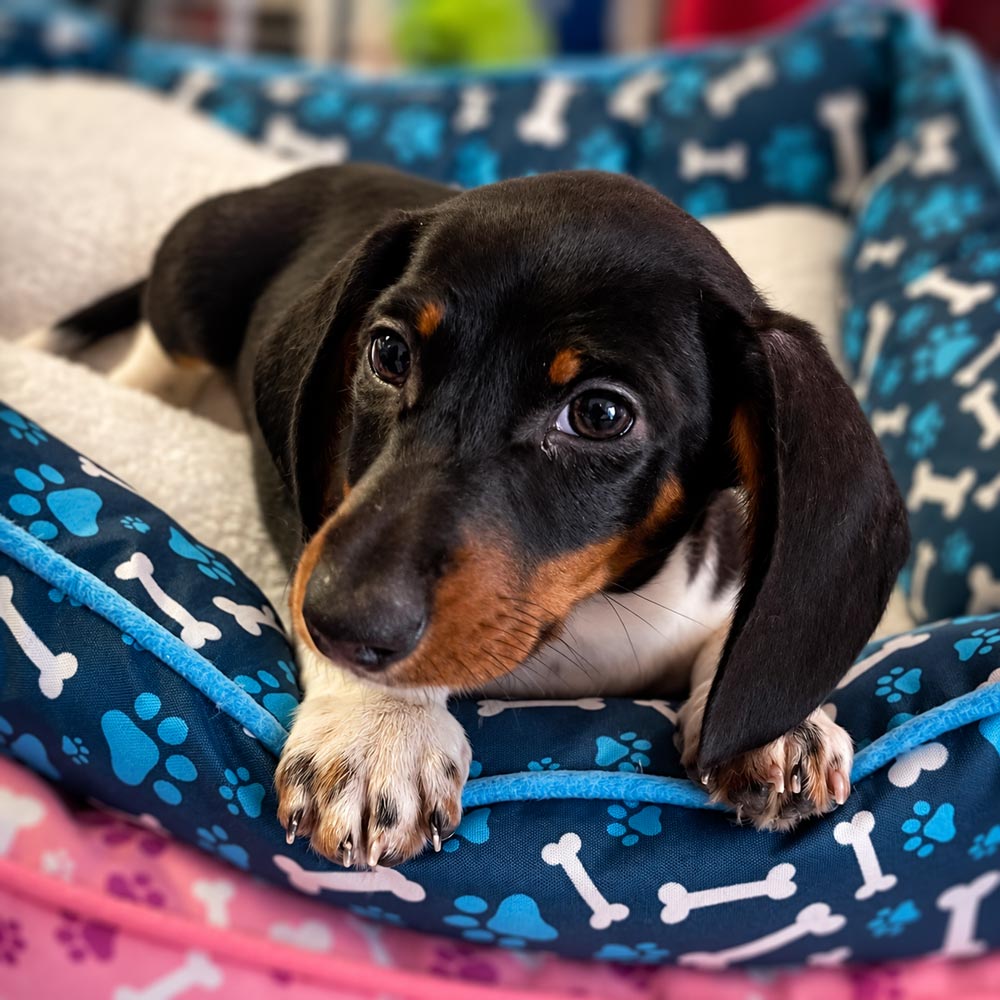 Meet “Sammy”, a Mini Dachshund Male Puppy.