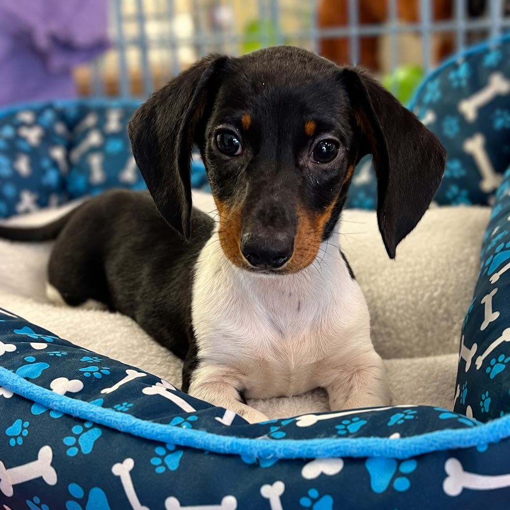 Meet “Slinky”, a Mini Dachshund Male Puppy.