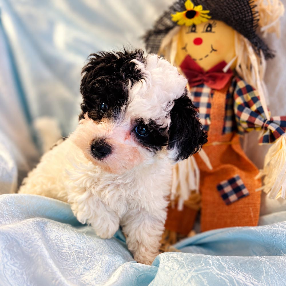 Meet "Carson" a Shih-Poo Male Puppy. A Crossbreed between a Shih Tzu and a Poodle.