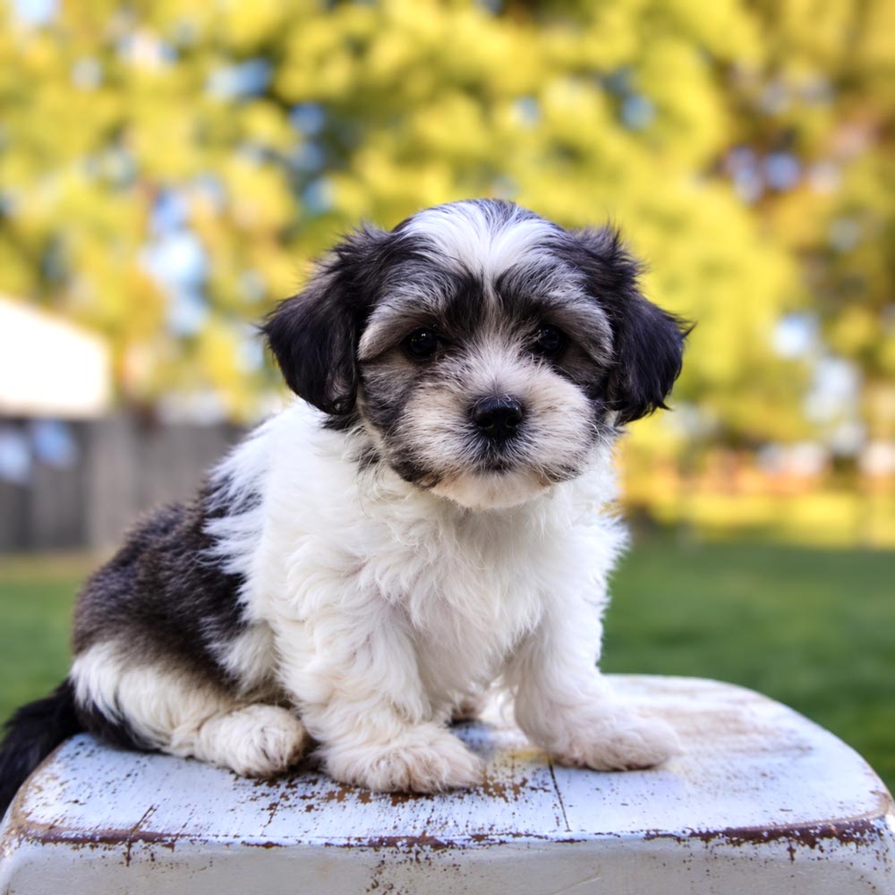 Meet "Brit" a Teddy Bear Male Puppy. A Crossbreed between a Bichon Frisé and a Shih Tzu.