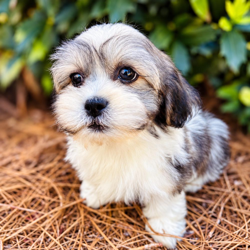 Meet "Beau" a Teddy Bear Male Puppy. A Crossbreed between a Bichon Frisé and a Shih Tzu.