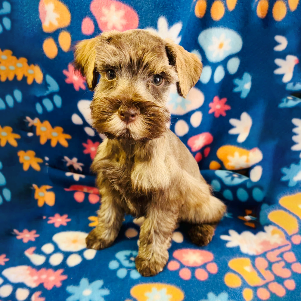 Meet, "Eli", a Mini Schnauzer Male Puppy. 