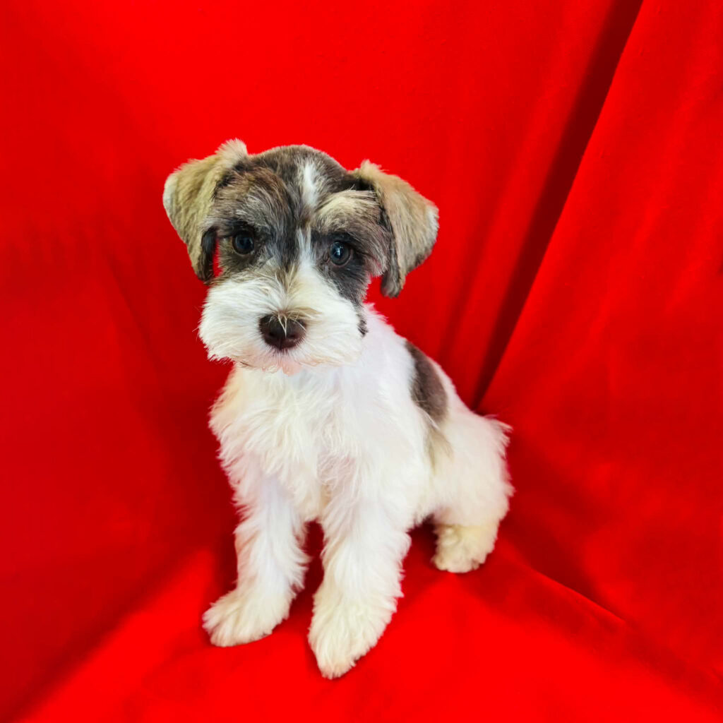 Meet, "Ellie", a Mini Schnauzer Female Puppy.