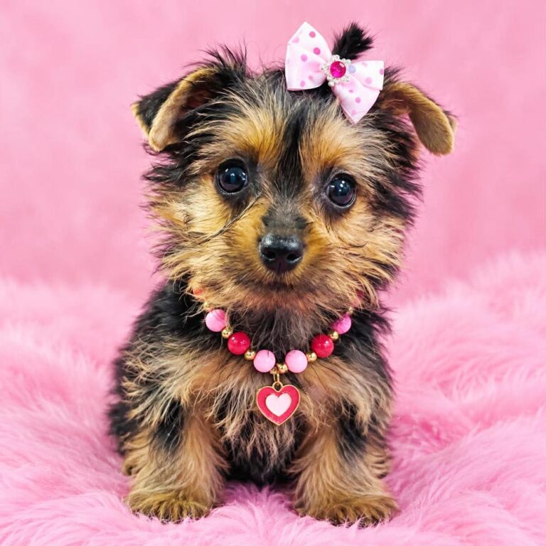 Meet "Emmie", a Yorkshire Female Puppy.