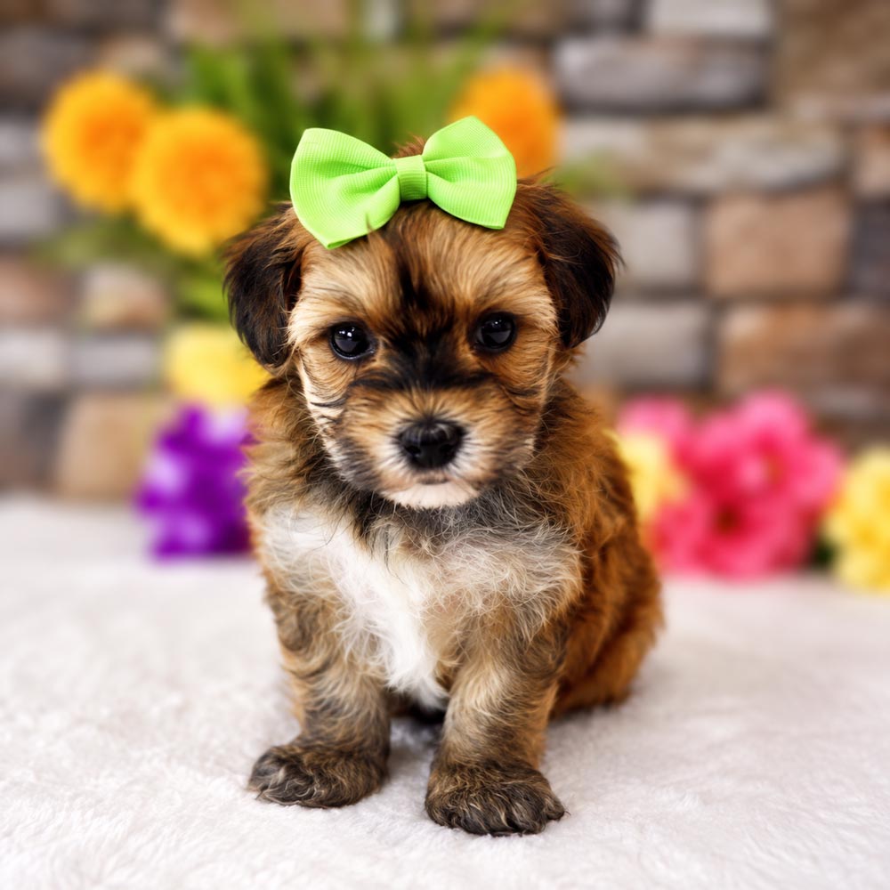Meet "Lolly", a Morkie Female Puppy. A Crossbreed between a Maltese and a Yorkshire Terrier.