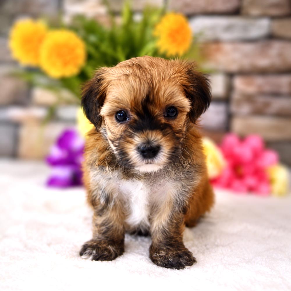 Meet "Lander", a Morkie Female Puppy. A Crossbreed between a Maltese and a Yorkshire Terrier.