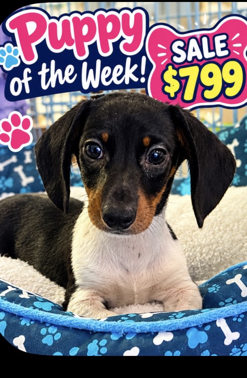 Meet “Slinky”, a Mini Dachshund Male Puppy.