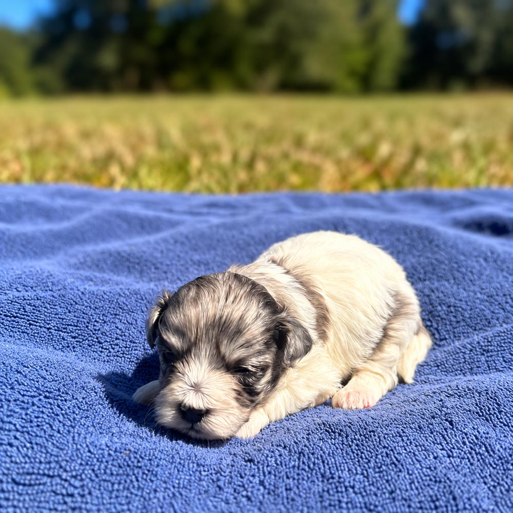 Meet "Merle" a Shih-Poo Female Puppy. A Crossbreed between a Shih Tzu and a Poodle.
