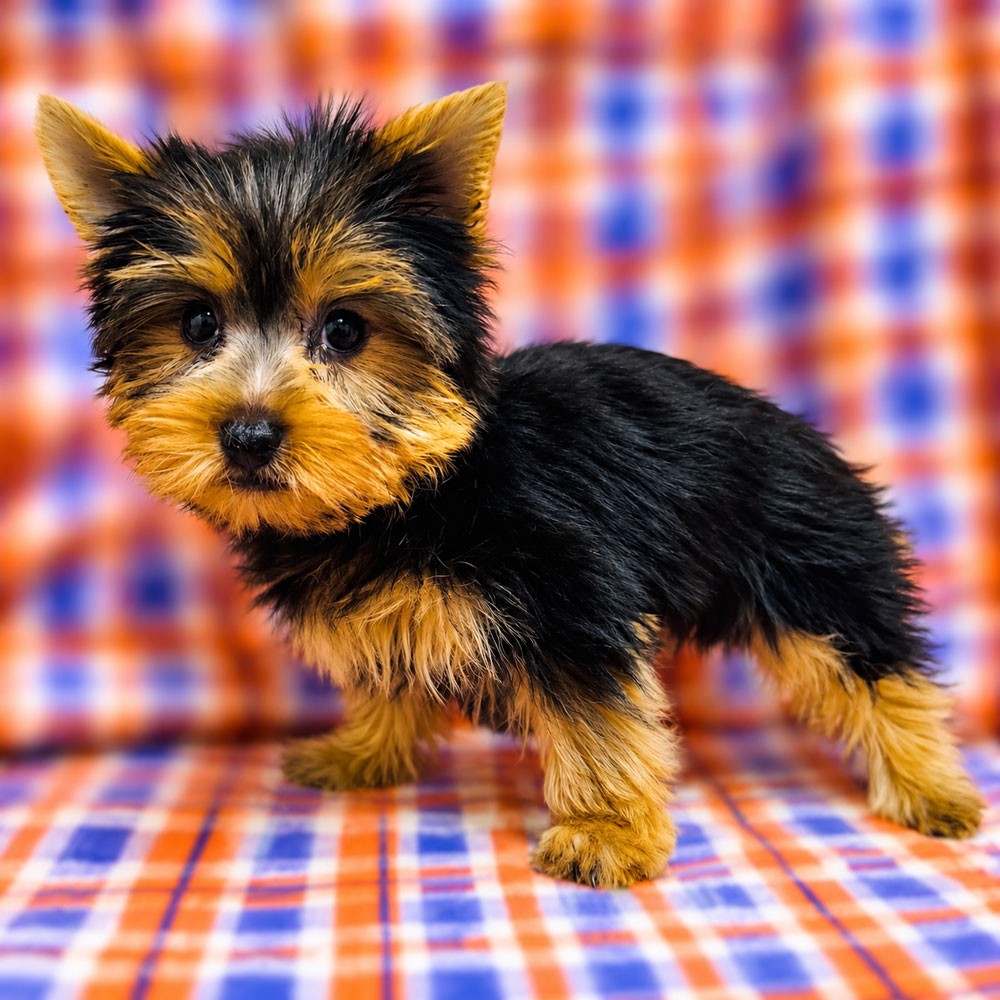 Meet "Huck" a Yorkshire Terrier Male Puppy.