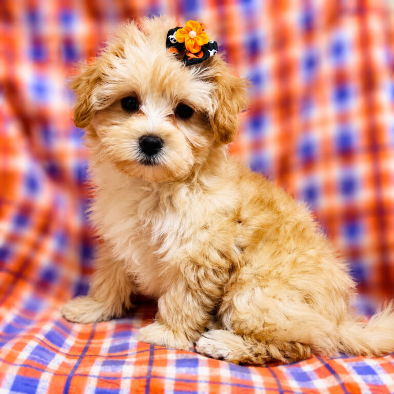 Meet "Harriet" a Malti-poo Female Puppy. A designer crossbreed between a Poodle and Maltese.