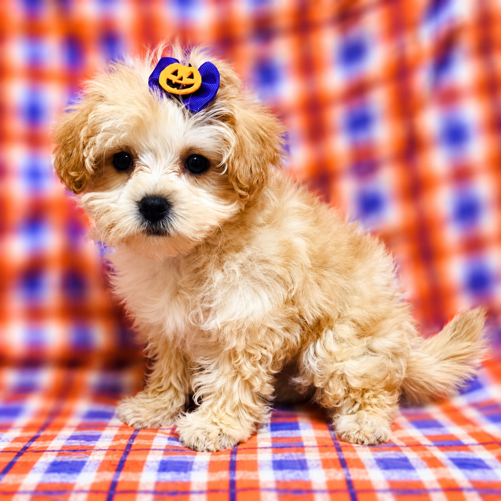 Meet "Hope" a Malti-poo Female Puppy. A designer crossbreed between a Poodle and Maltese.