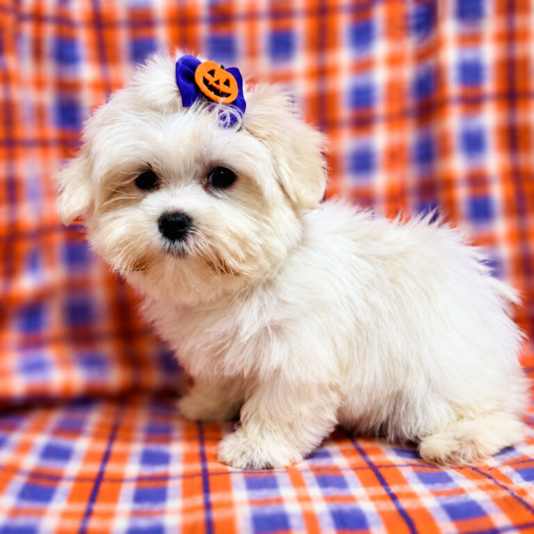 Meet "Molly" a Maltese Male Puppy.