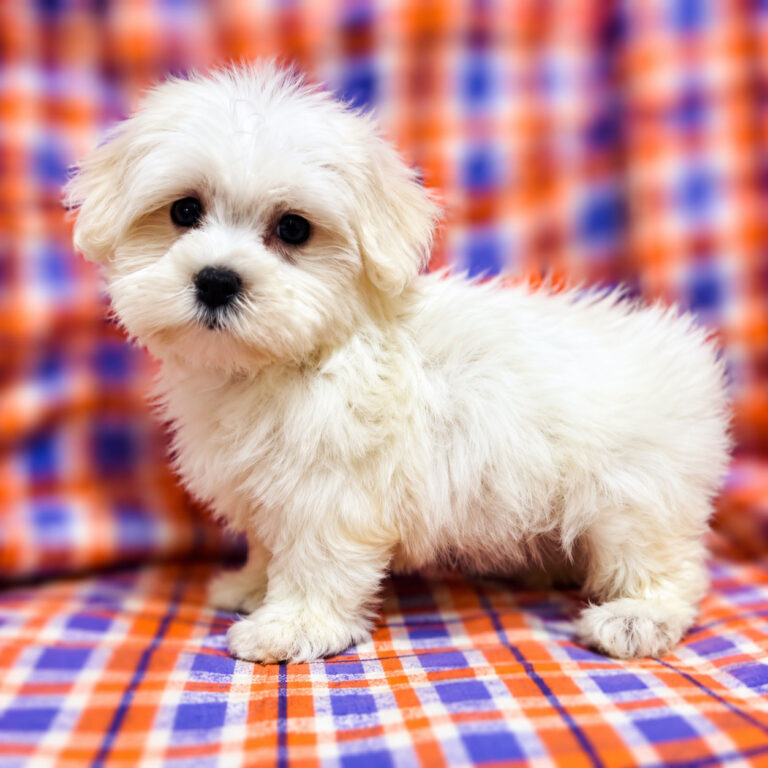 Meet "Myers" a Maltese Male Puppy. 