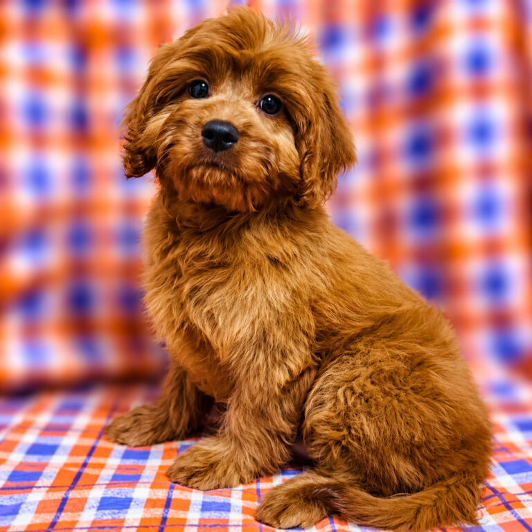 Meet "Hayes" a F2 Cavapoo Male Puppy. A Crossbreed between a Cavalier King Charles Spaniel and a Poodle.