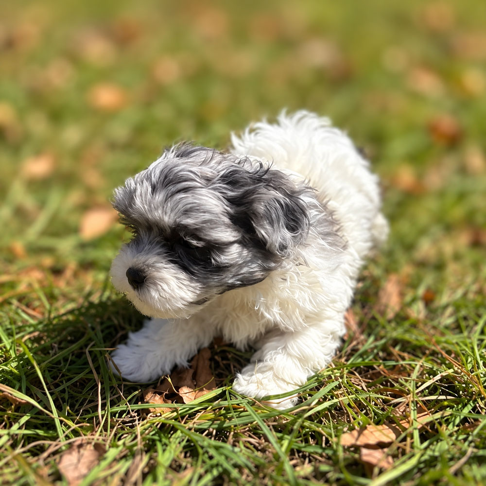 Meet "Delilah" a Shih-Poo Female Puppy. A Crossbreed between a Shih Tzu and a Poodle.