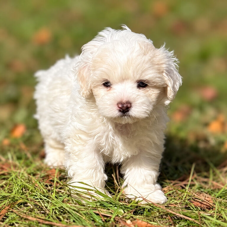 Meet "Frank" a Shih-Poo Male Puppy. A Crossbreed between a Shih Tzu and a Poodle.