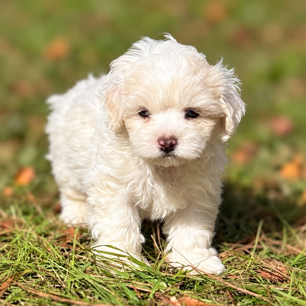 Meet "Frank" a Shih-Poo Male Puppy. A Crossbreed between a Shih Tzu and a Poodle.