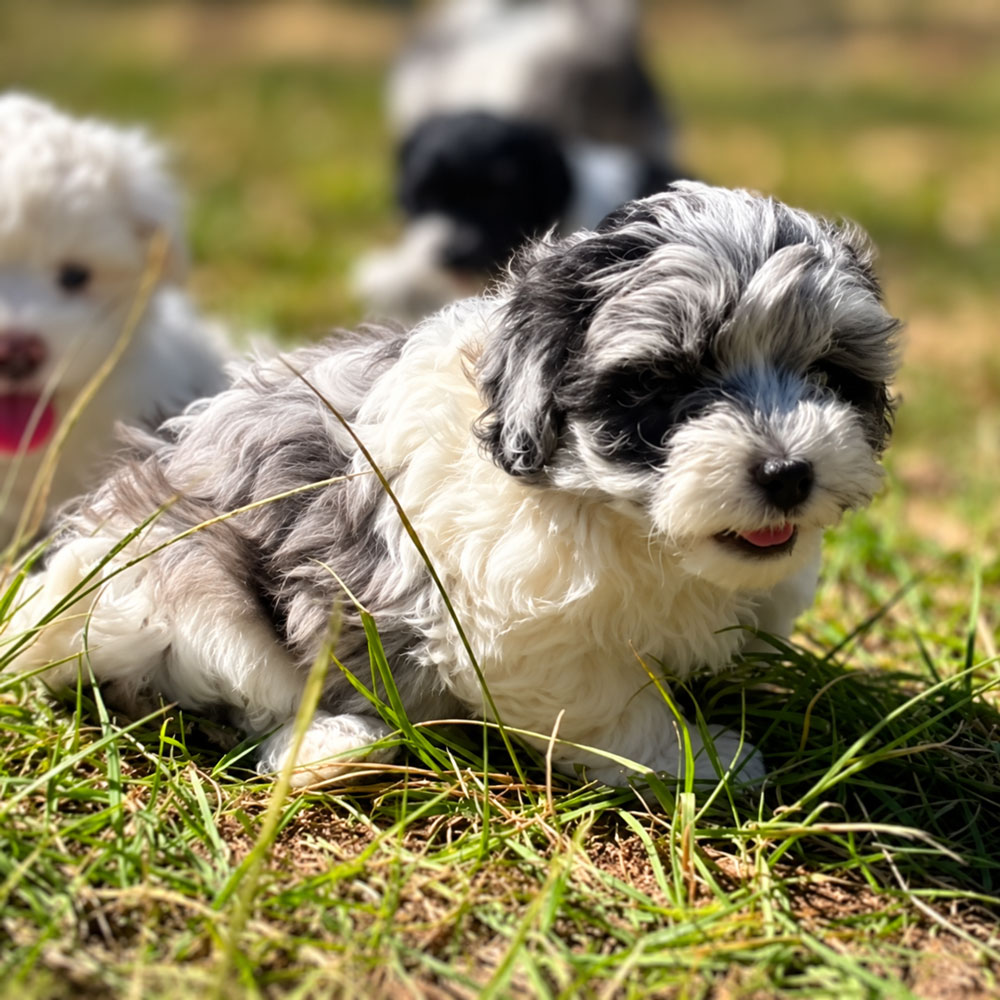Meet "Taylor" a Shih-Poo Female Puppy. A Crossbreed between a Shih Tzu and a Poodle.